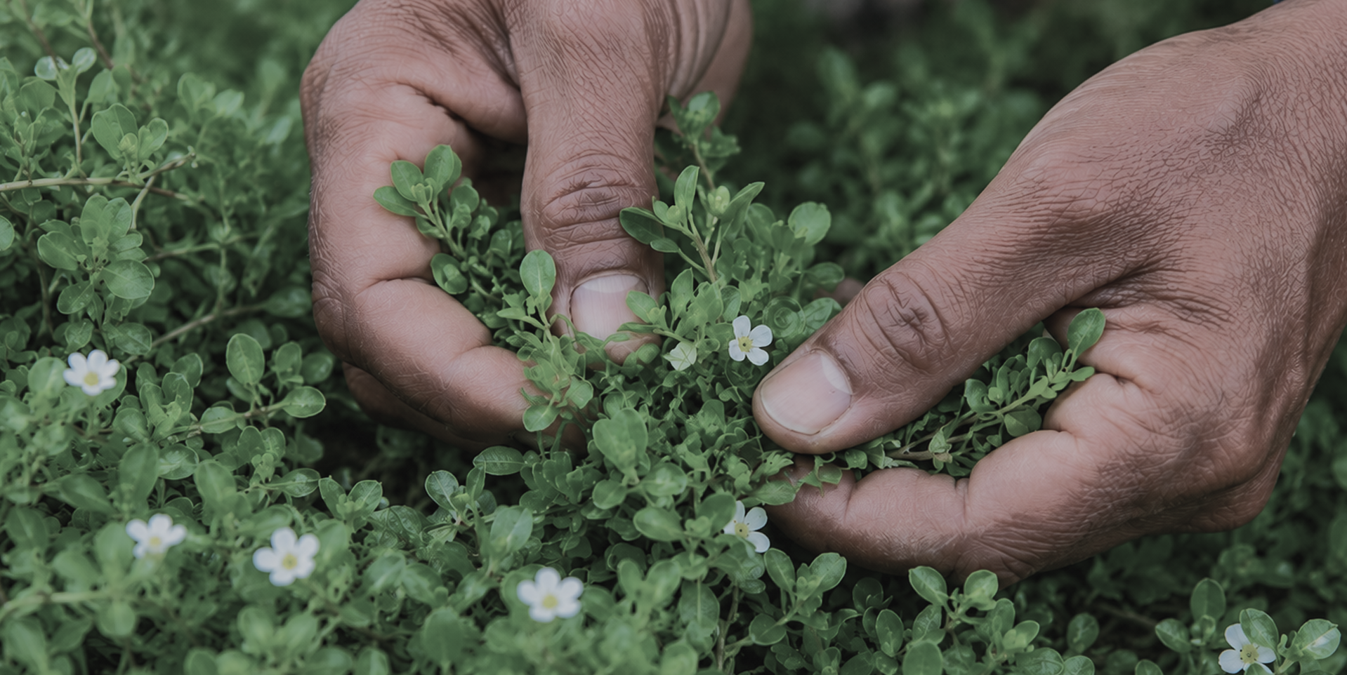 Hands harvesting Bacopa monnieri